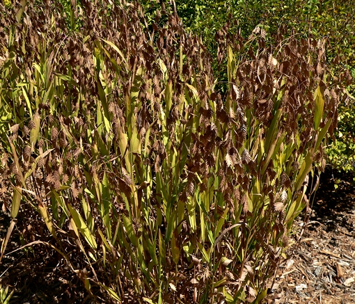 {Chasmanthium latifolium}